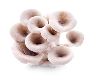 oyster mushroom isolated on white background