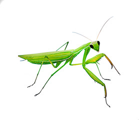 Green grasshopper isolated on white background