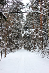 Fototapeta premium The path leading through the pine forest. Cloudy cold day. Around a lot of snow.