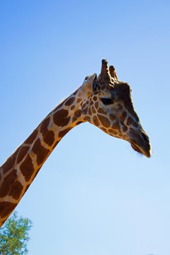 Giraffe head with saad face on sky background