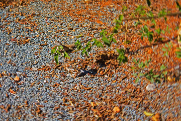 small lizard hardly visible near tree branch