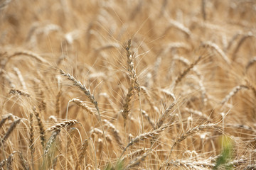 Spikes of wheat