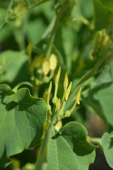 Common birthwort