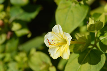 Marvel of Peru Lutea