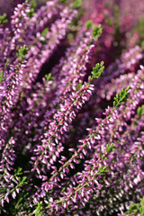 Common heather