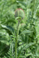 Oriental poppy Feuerriese
