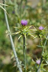 Milk thistle