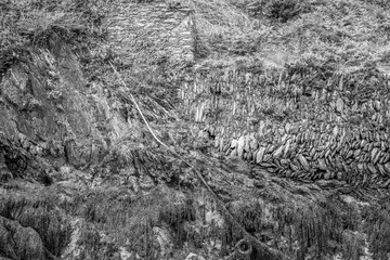 Seetang in Schwarz-Weiß