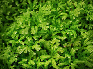 Full Frame Background of Green Fern with Tiny Leaves