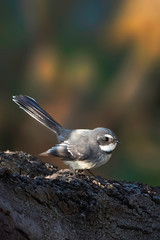 Naklejka premium Grey Fantail - Rhipidura albiscapa - small insectivorous bird. It is a common fantail found in Australia