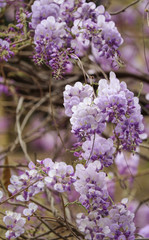 Fototapeta premium bouquet of wisteria flowers 