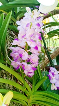 Vanda orchid flower volume 525622256