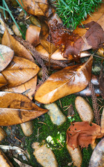 fallen leaves of late summer