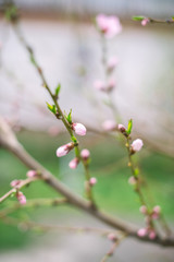 Blossoming branch with blurred background. Spring concept