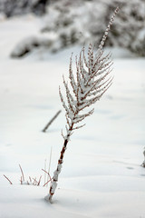 Obraz premium Snow detail 2