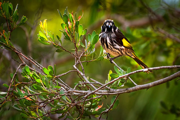 New Holland Honeyeater Phylidonyris novaehollandiae - australian bird