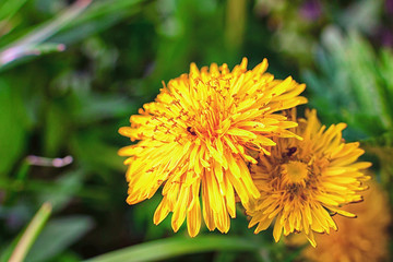 Dandelions on a green meadow