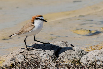 Red-capped plover ~ Charadrius ruficapillus ~ also known as the red-capped dotterel