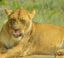Closeup of a beautiful young brown African Lioness sitting idle during a safari in a nature reserve in South Africa