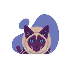 Siamese cat isolated on a white background. Vector illustration.
