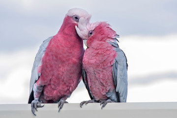 Galah - Eolophus roseicapilla - known as the rose-breasted cockatoo, galah cockatoo, pink and grey cockatoo or roseate cockatoo, mainland Australia. © Imagevixen