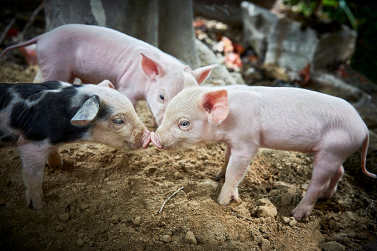 Three piglets playing