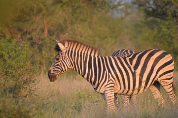 Fototapeta na wymiar Portrait of a Burchell's zebra in a nature reserve in South Africa