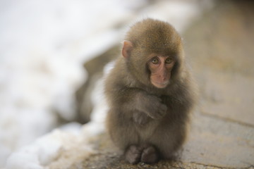 A baby monkey shivering in snowy field