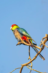 Red-capped Parrot (Purpureicephalus spurius Perth Western Australia