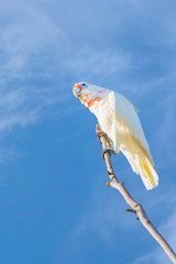 Long-billed Corella - Cacatua tenuirostris 