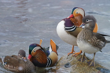 2 couples of mandarin ducks at winter home