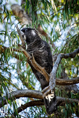 The Short-billed Black Cockatoo (Calyptorhynchus latirostris) also known as Carnaby's Cockatoo or Carnaby's Black Cockatoo is a large black cockatoo endemic to south-western Australia and threatened b