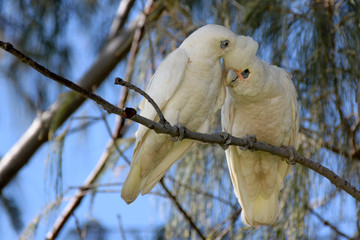 A pair of  Little Corellas  - Cacatua sanguinea 