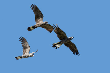 The Short-Billed Black Cockatoo (Calyptorhynchus latirostris), also known as Carnaby's Black Cockatoo, is a large black cockatoo endemic to southwest Australia.   In Flight 