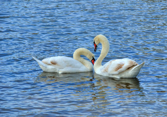 Two Graceful white Swans swimming in the lake