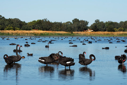 Australian black swan Perth Western Australia