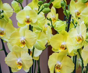 Yellow green orchid flowers