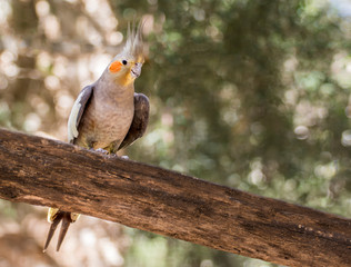 Cockatiel, a small cockatoo from australia