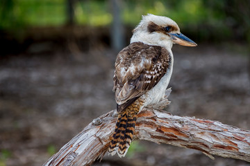 Australian Kookaburra. Kookaburras are terrestrial tree kingfishers of the genus Dacelo native to Australia and New Guinea.
