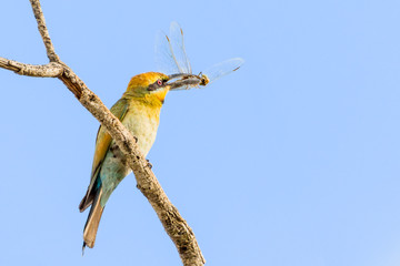 The beautiful Australian Rainbow bee-eater Merops ornatus , with a dragonfly lunch