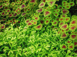 Full Frame Background of Fern and Plant with Brown Leaf Pattern
