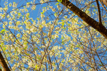 Beautiful white flower of Sakura or Wild Himalayan Cherry tree in outdoor park with blue sky