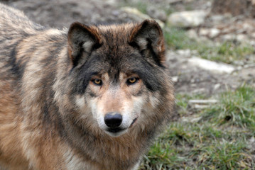 Naklejka na ściany i meble Mackenzie-Wolf (Canis lupus occidentalis), Captive, Deutschland, Europa