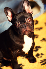 black french bulldog home interior 