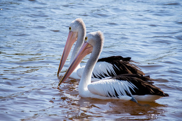 Australian pelican (Pelecanus conspicillatus) Perth Western Australia