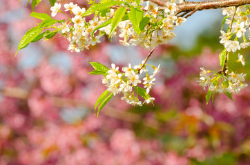 Beautiful white flower of Sakura or Wild Himalayan Cherry tree in outdoor park and pink flower backdrop
