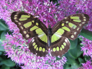 Papillon tropical sur une fleur