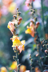 Bright large flower on a background of foliage in garden close up macro . Toned in blue, colorful artistic image nature. Beautiful floral spring abstract background of nature. spring greeting cards.