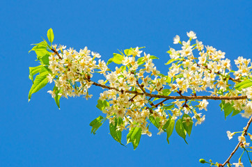 Beautiful white flower of Sakura or Wild Himalayan Cherry tree in outdoor park with blue sky