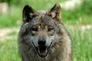 Mackenzie-Wolf (Canis lupus occidentalis), Captive, Deutschland, Europa